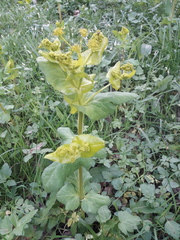Smyrnium perfoliatum