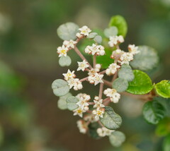 Spyridium parvifolium
