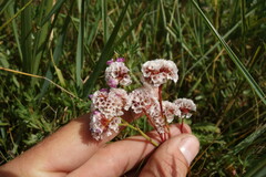 Limonium flexuosum