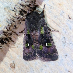 Lacinipolia renigera