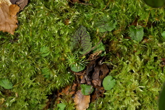 Corybas oblongus