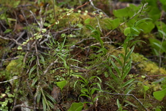 Dendrobium cunninghamii