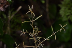Coprosma linariifolia
