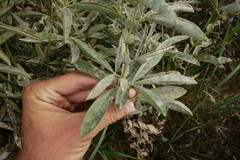 Thermopsis lanceolata