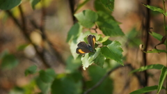 Thecla betulae