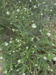 Ozothamnus diosmifolius