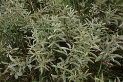 Thermopsis lanceolata