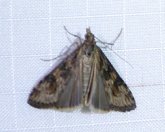 Nomophila nearctica