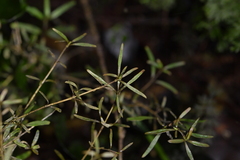 Coprosma linariifolia