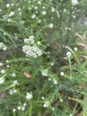Ozothamnus diosmifolius