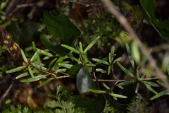 Coprosma linariifolia