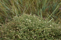 Stellaria dichotoma