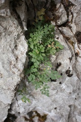 Asplenium ruta-muraria