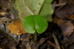 Corybas