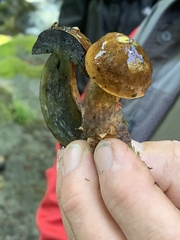 Neoboletus luridiformis