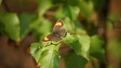 Thecla betulae