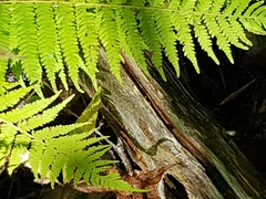 Deparia acrostichoides