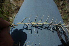 Cymbaria daurica