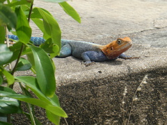 Agama lionotus