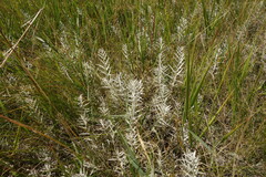 Cymbaria daurica