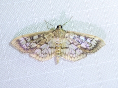 Herpetogramma thestealis