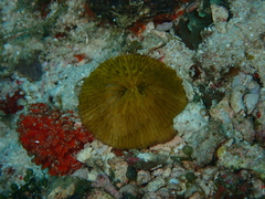 Scleractinia