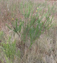 Ursinia punctata