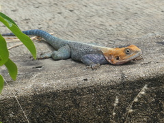 Agama lionotus