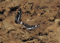 Limenitis reducta