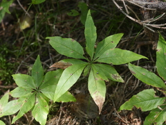 Lysimachia borealis