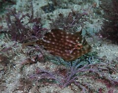 Brachaluteres jacksonianus