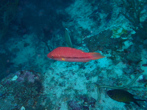 Oxycheilinus arenatus observed 2022-08-16