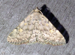 Idia aemula