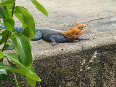 Agama lionotus