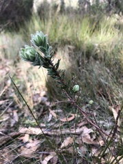 Pimelea octophylla