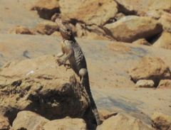 Laudakia vulgaris