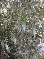 Salix alba