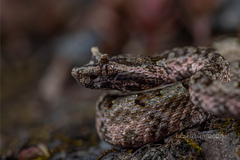 Protobothrops cornutus