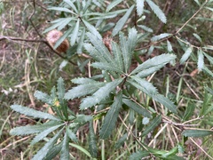 Banksia collina