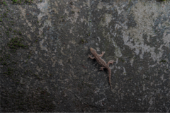 Hemidactylus bowringii