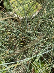 Juncus inflexus