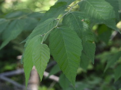 Betula alleghaniensis