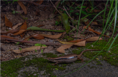 Sphenomorphus indicus