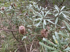 Banksia collina