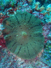Rhodactis bryoides
