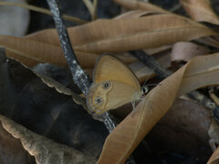 Hypocysta adiante antirius