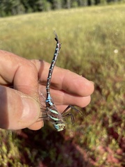 Aeshna tuberculifera