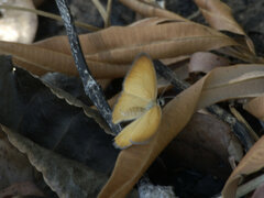 Hypocysta adiante antirius