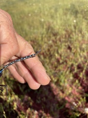 Aeshna tuberculifera