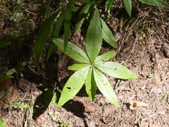 Lysimachia borealis